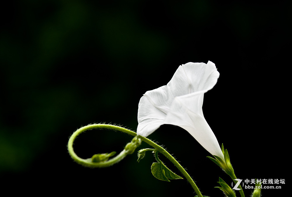 #版主坐堂# 小五星空(中国)八月精品荟萃