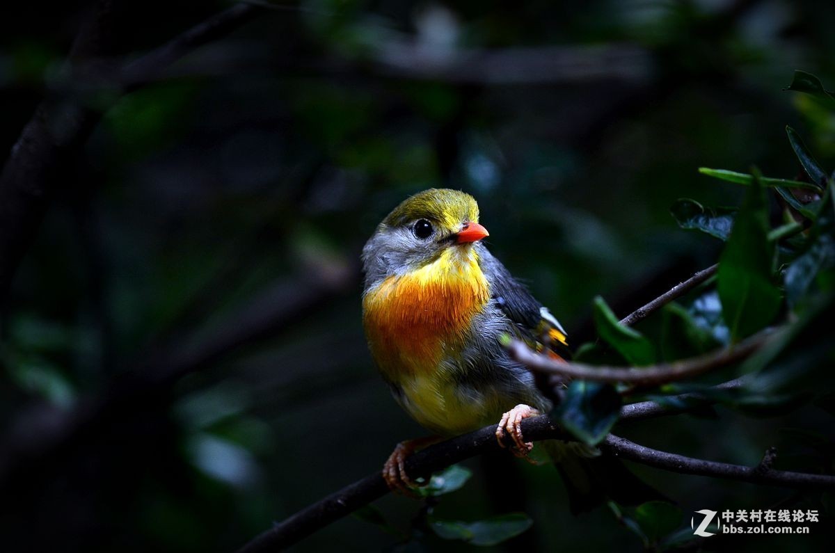 #版主坐堂# 小五星空(中国)八月精品荟萃