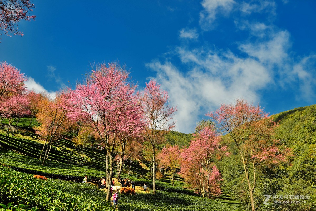 我只不過是過客無量山櫻花谷五