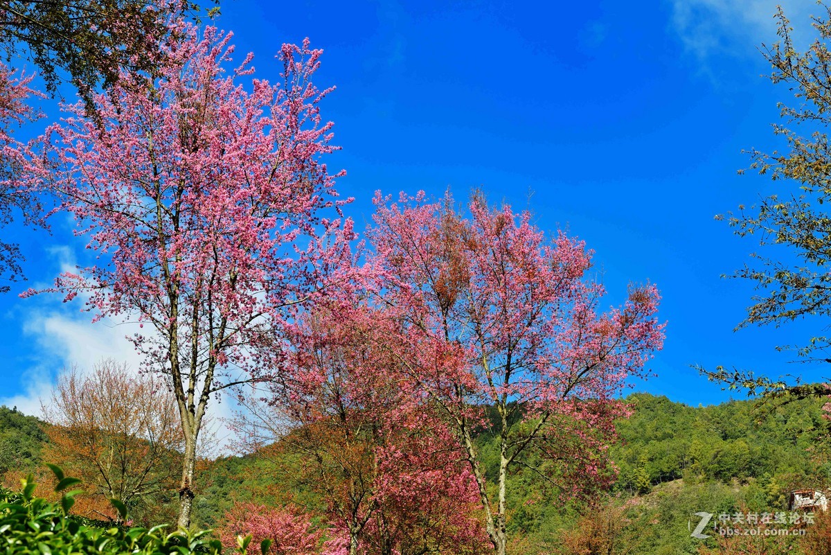 我只不過是過客無量山櫻花谷五