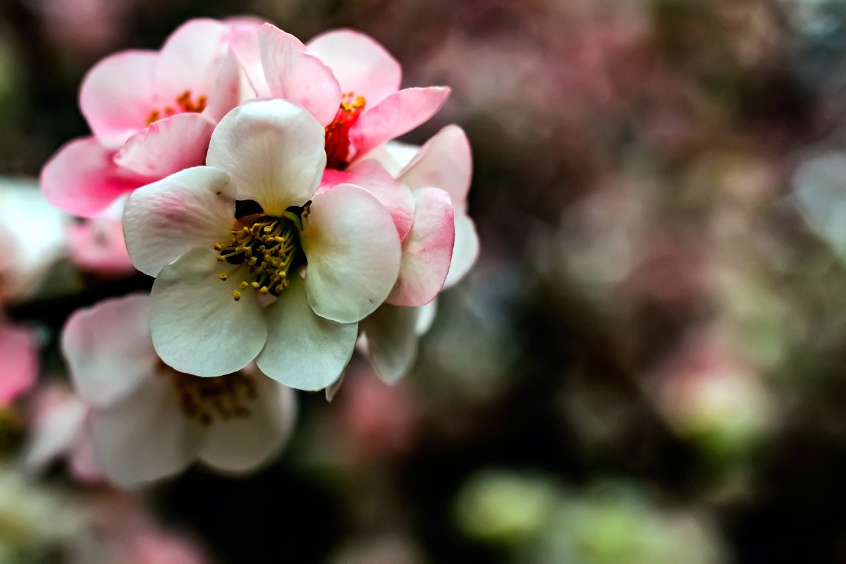 春花杂拍 之 日本海棠
