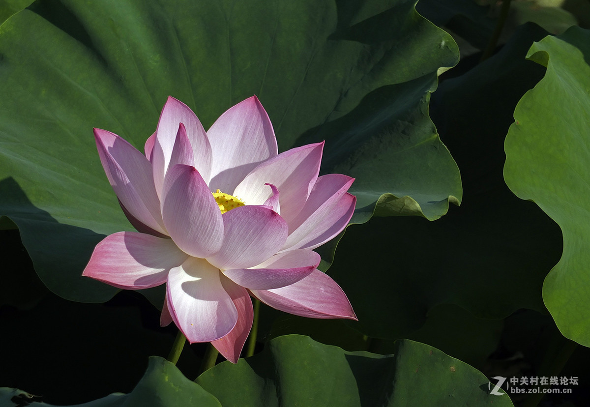 《初拍荷花与紫微》