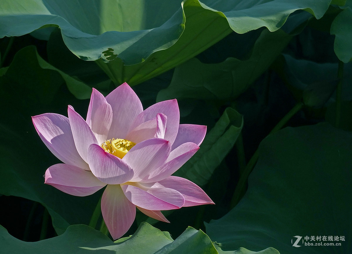 《初拍荷花与紫微》