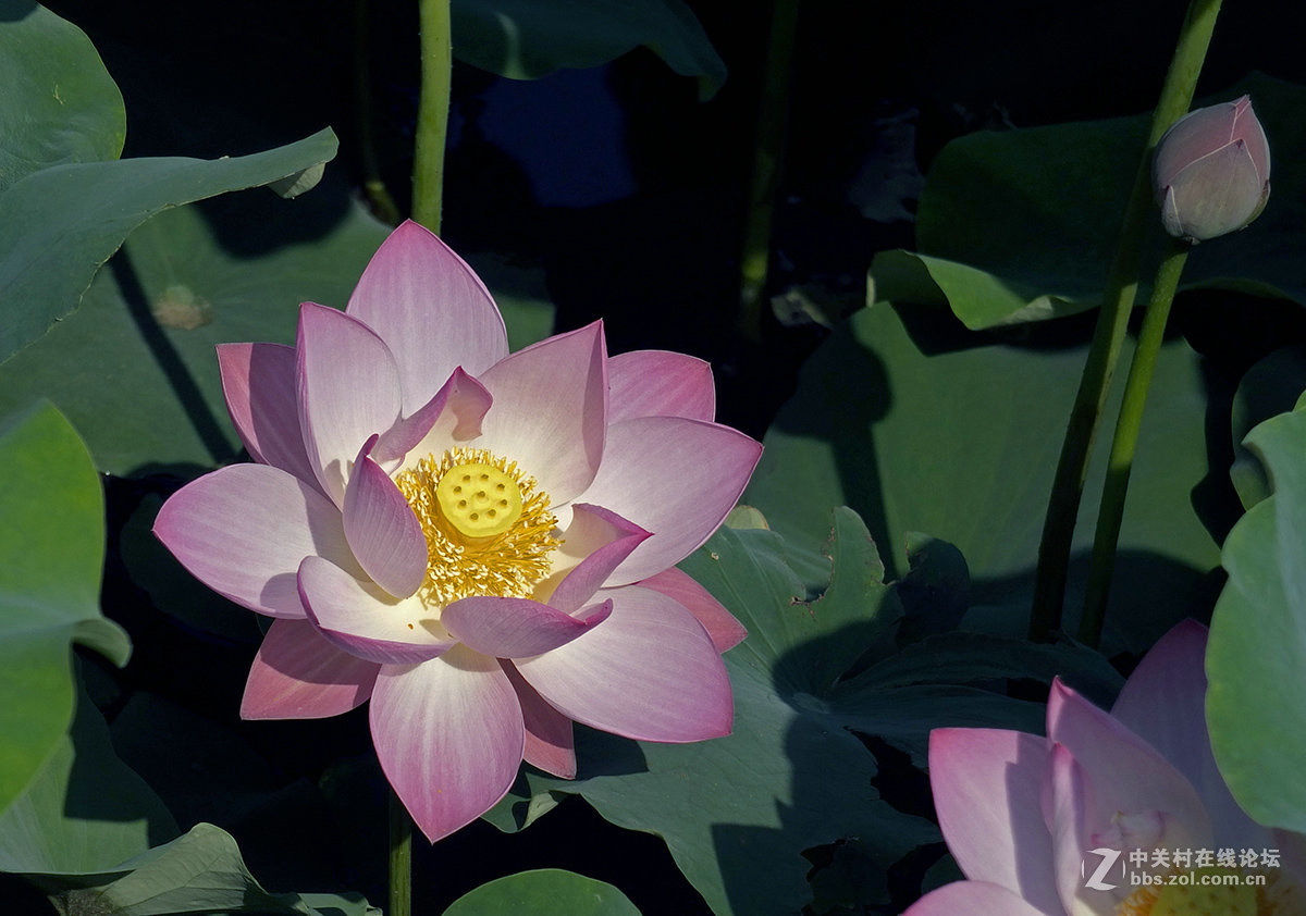 《初拍荷花与紫微》