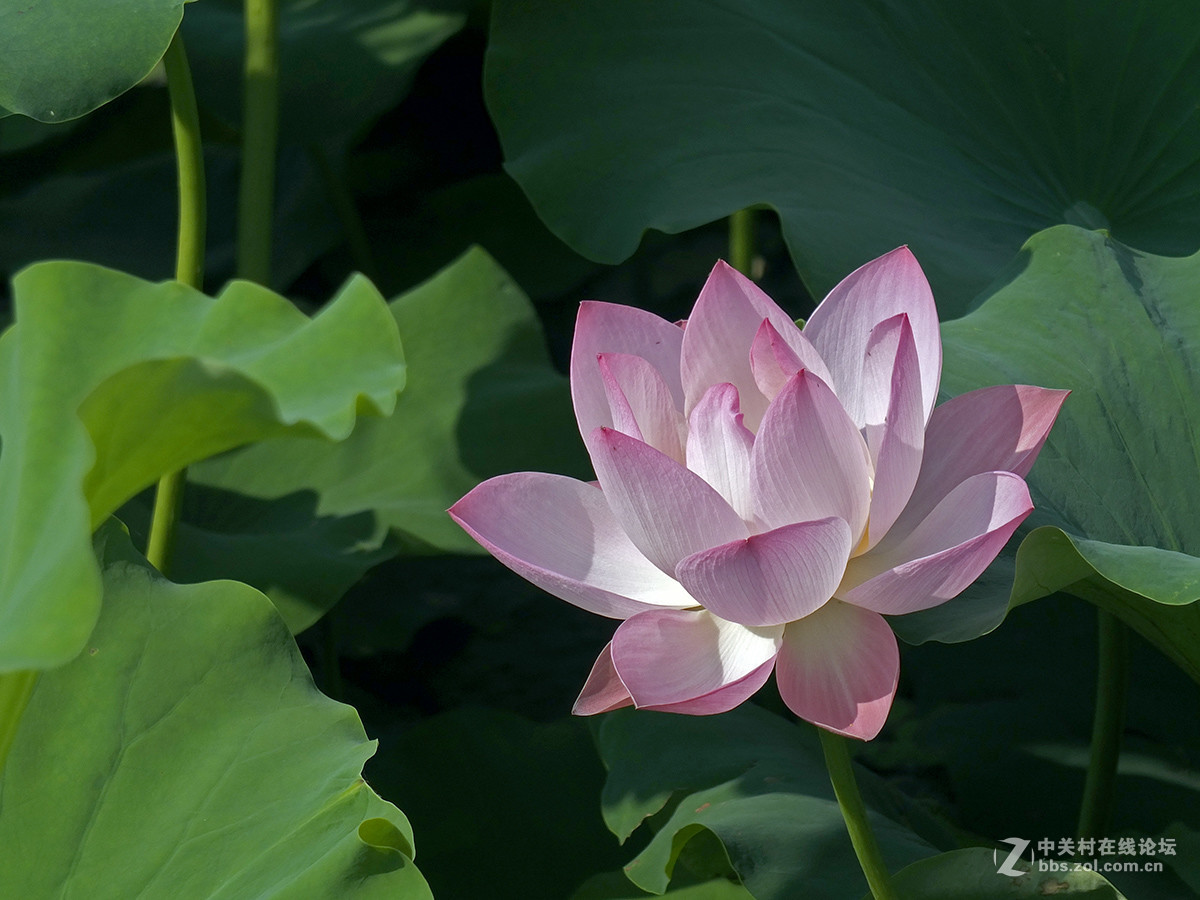 《初拍荷花与紫微》