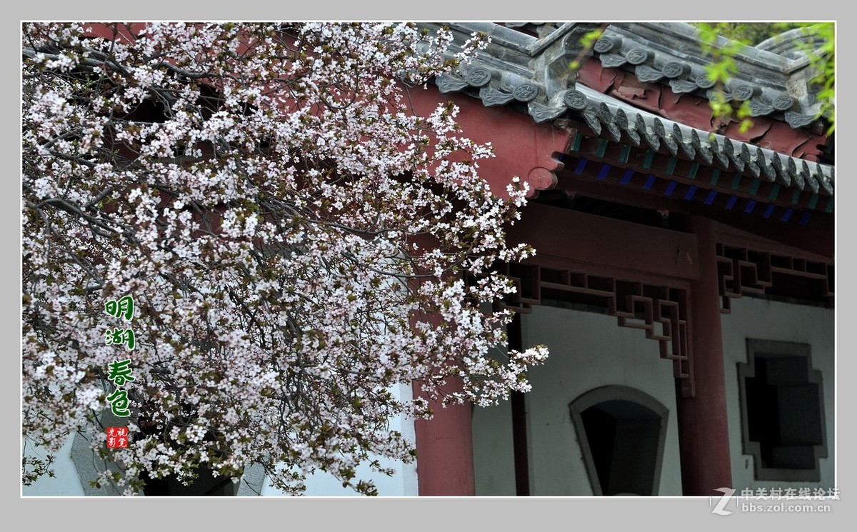 #ZOL月赛-三月风光无限好#“玉兰花开春意浓，明湖两岸舞春风”