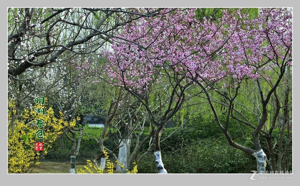 #ZOL月赛-三月风光无限好#“玉兰花开春意浓，明湖两岸舞春风”