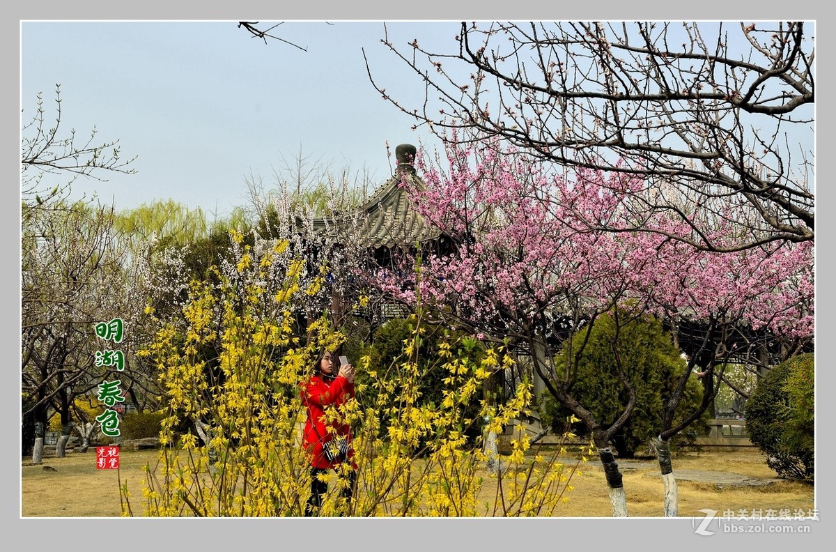 #ZOL月赛-三月风光无限好#“玉兰花开春意浓，明湖两岸舞春风”