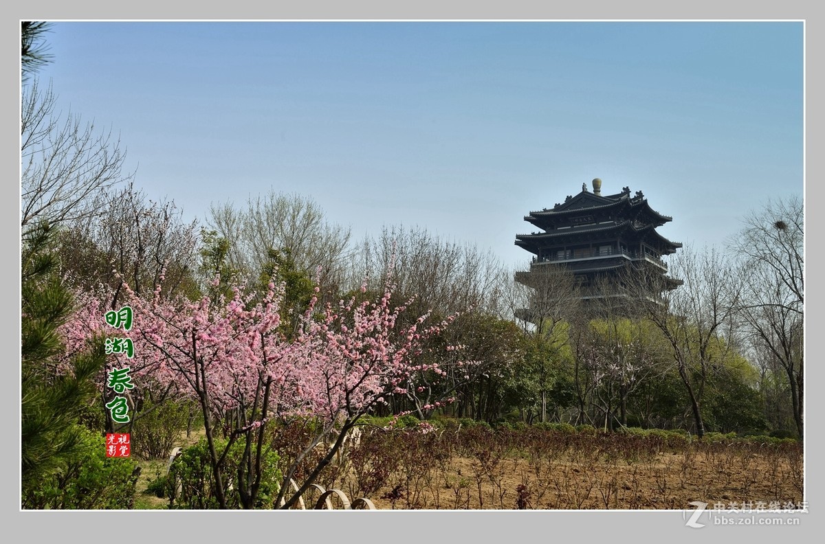 #ZOL月赛-三月风光无限好#“玉兰花开春意浓，明湖两岸舞春风”