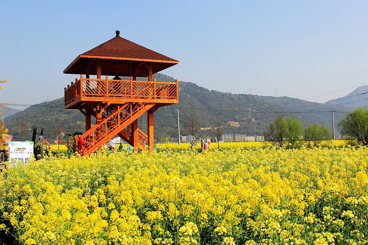 桐浦油菜花节