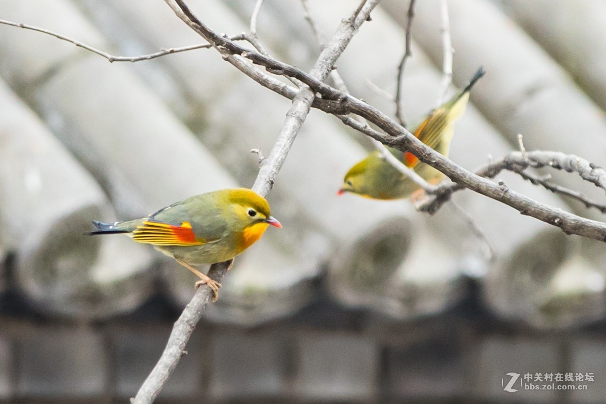 #版主坐堂#2018年2月份《承德》优秀作品选辑