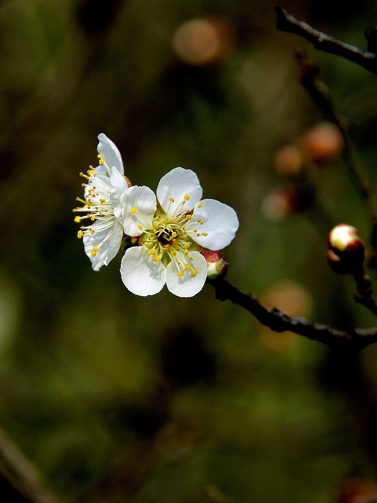 #版主坐堂#2018年2月份《承德》优秀作品选辑