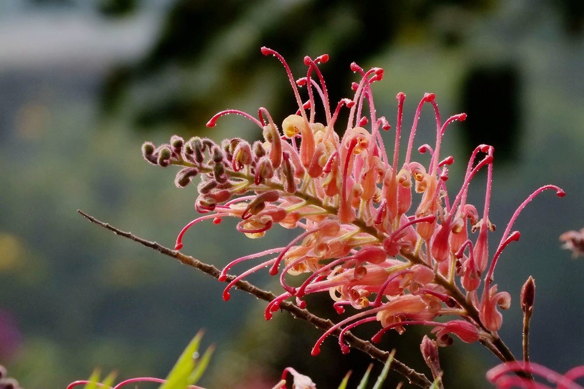 紅花銀樺