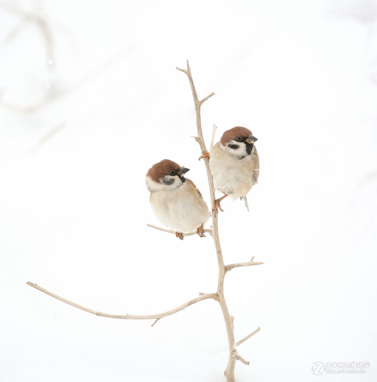 雪中雀