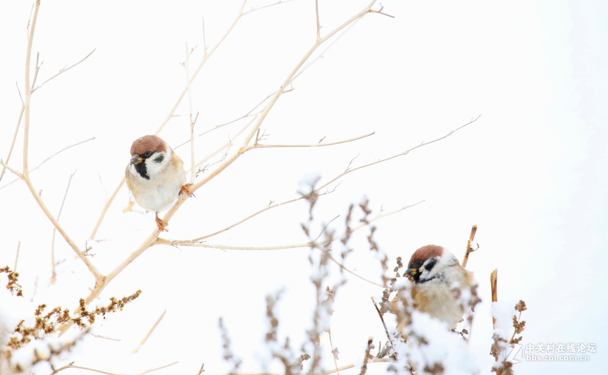 雪中雀