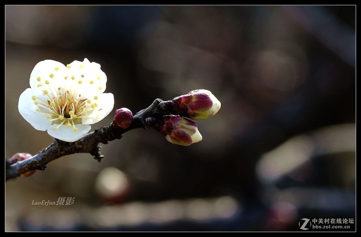 节前的梅花（2月6日拍摄）