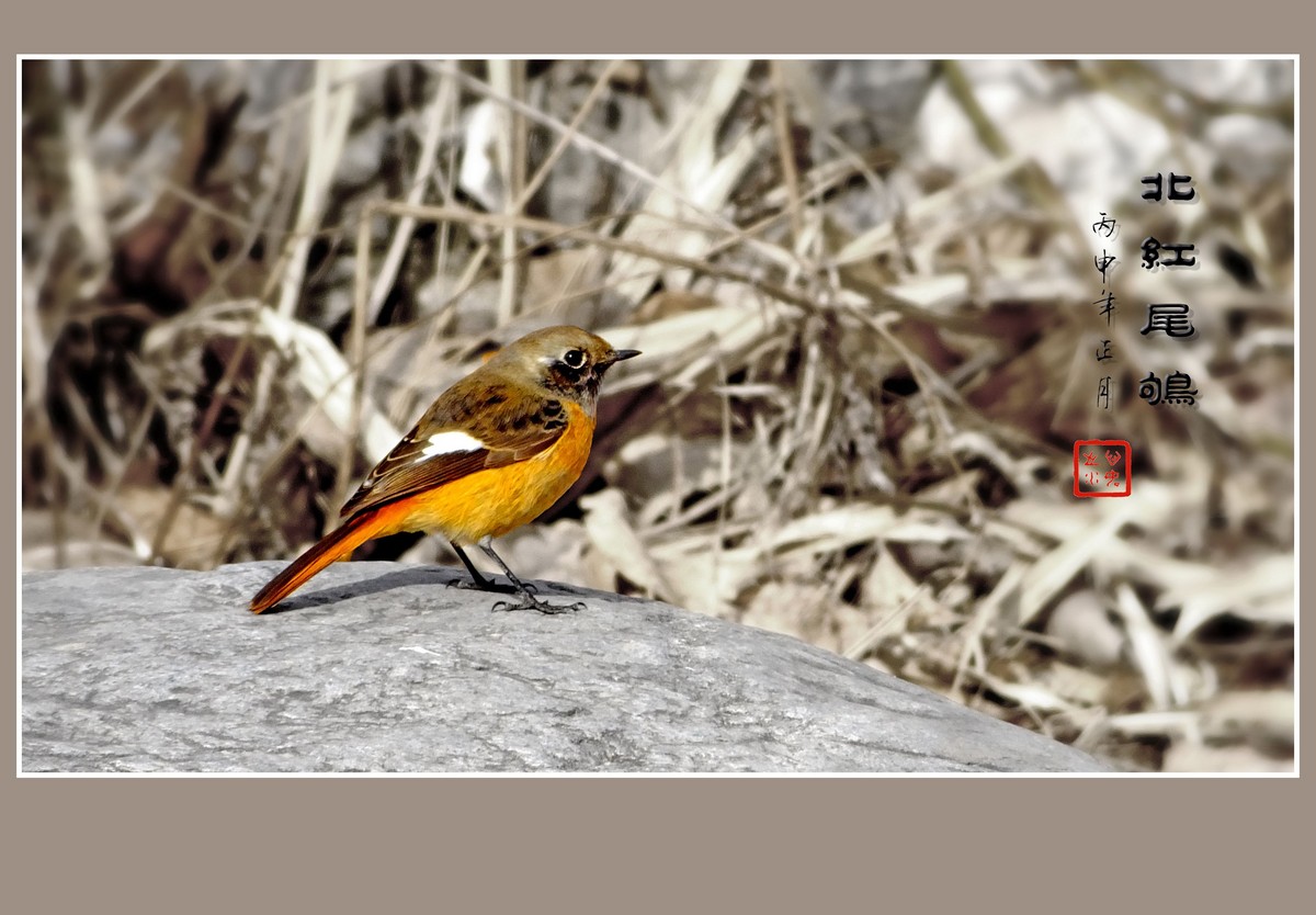 灵巧活泼的北红尾鸲