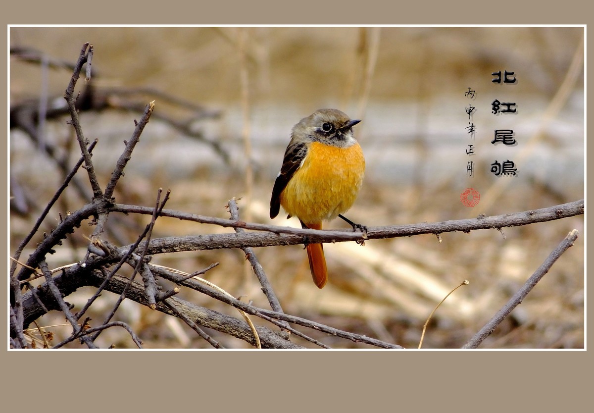 灵巧活泼的北红尾鸲