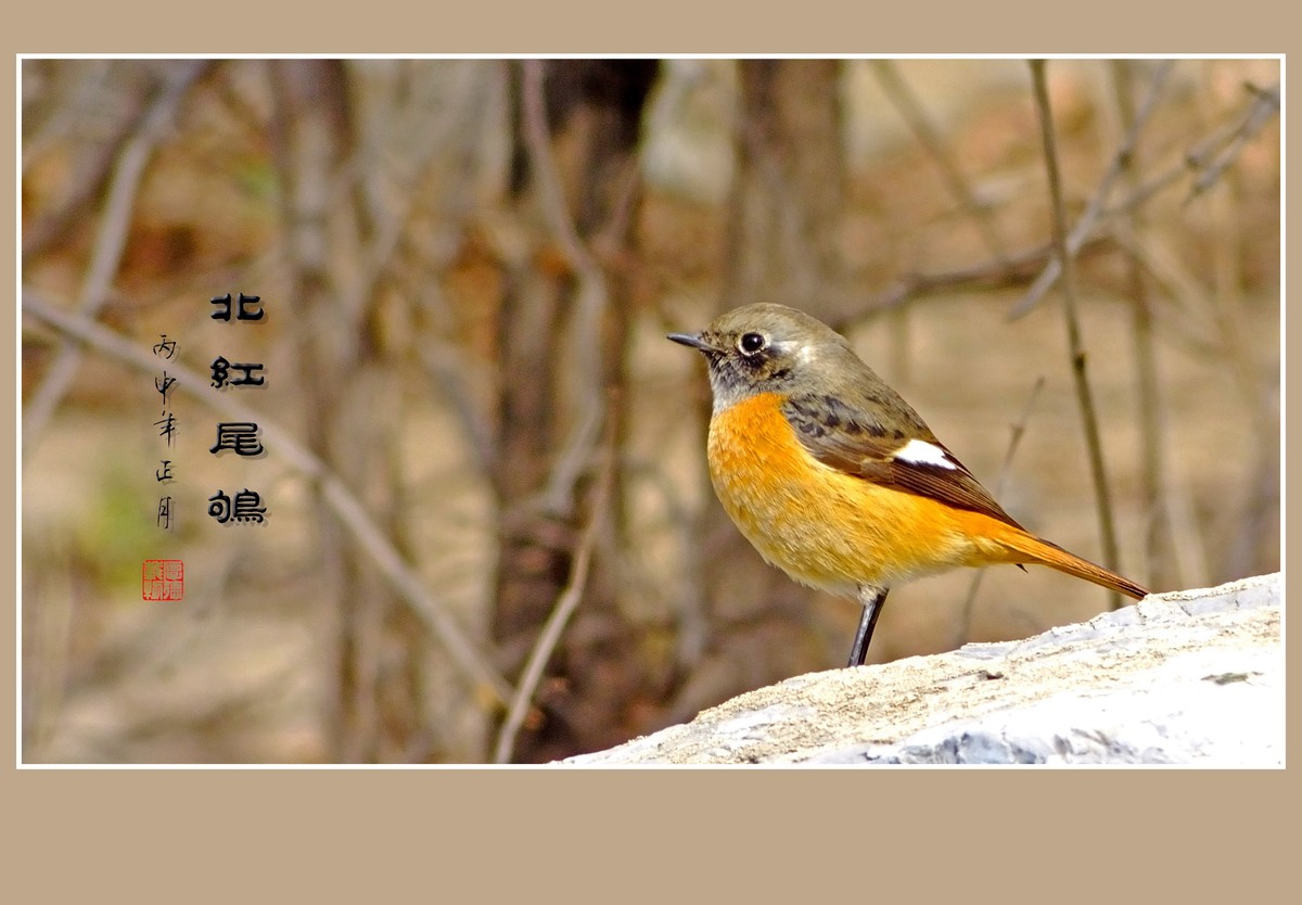 灵巧活泼的北红尾鸲