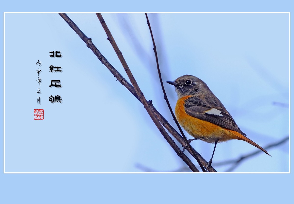 灵巧活泼的北红尾鸲