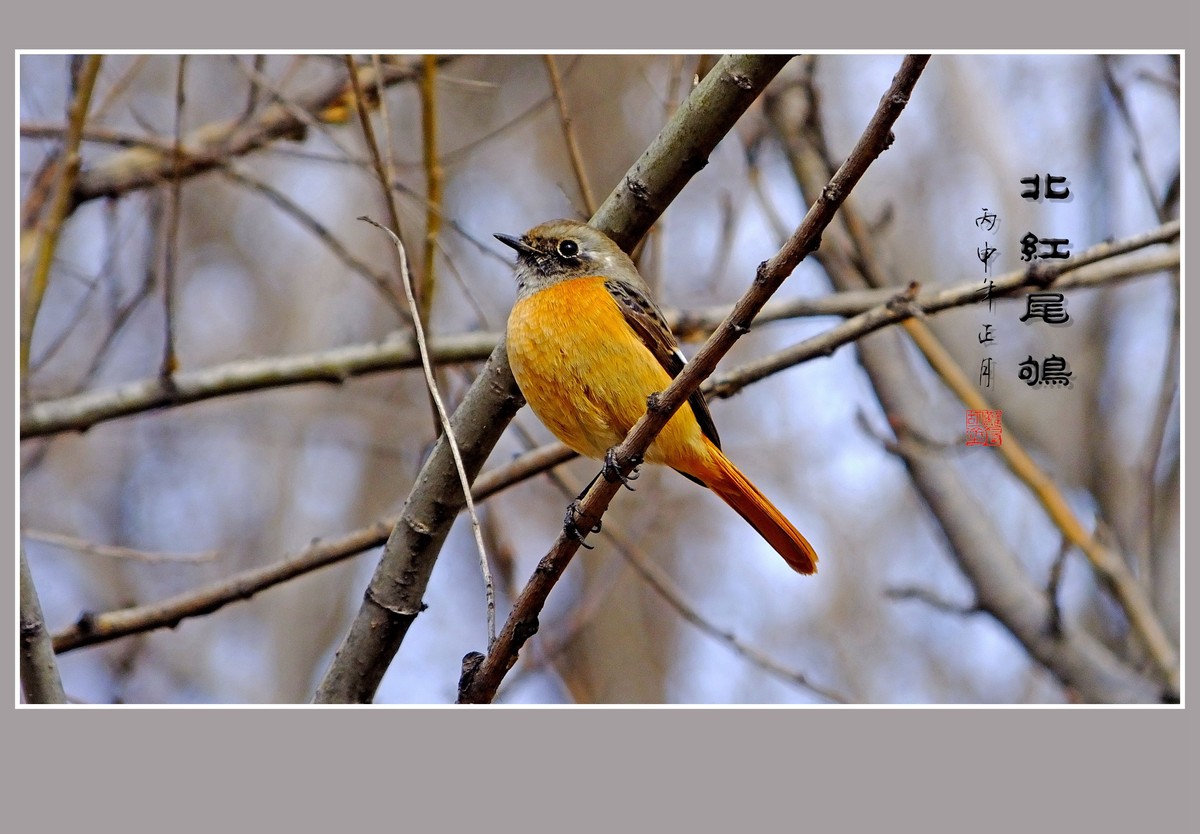 灵巧活泼的北红尾鸲