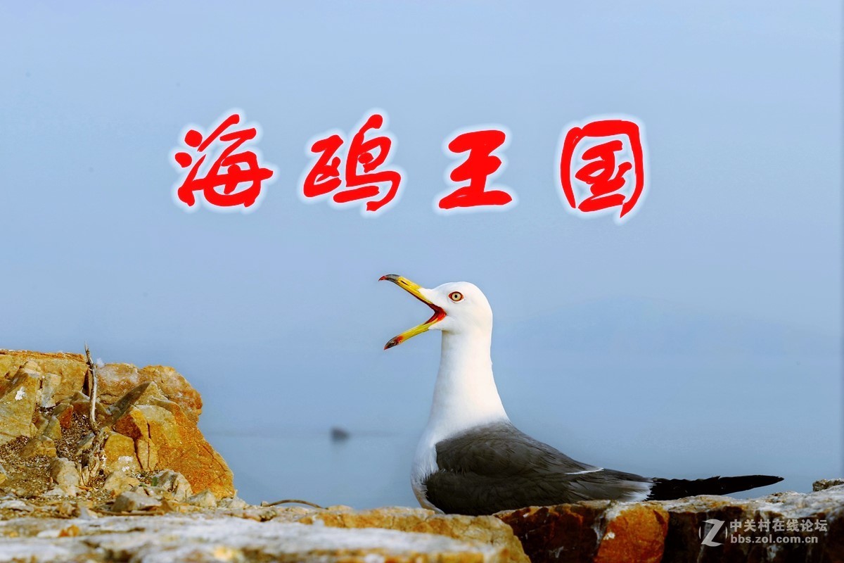【海驴岛之行】—海鸥王国