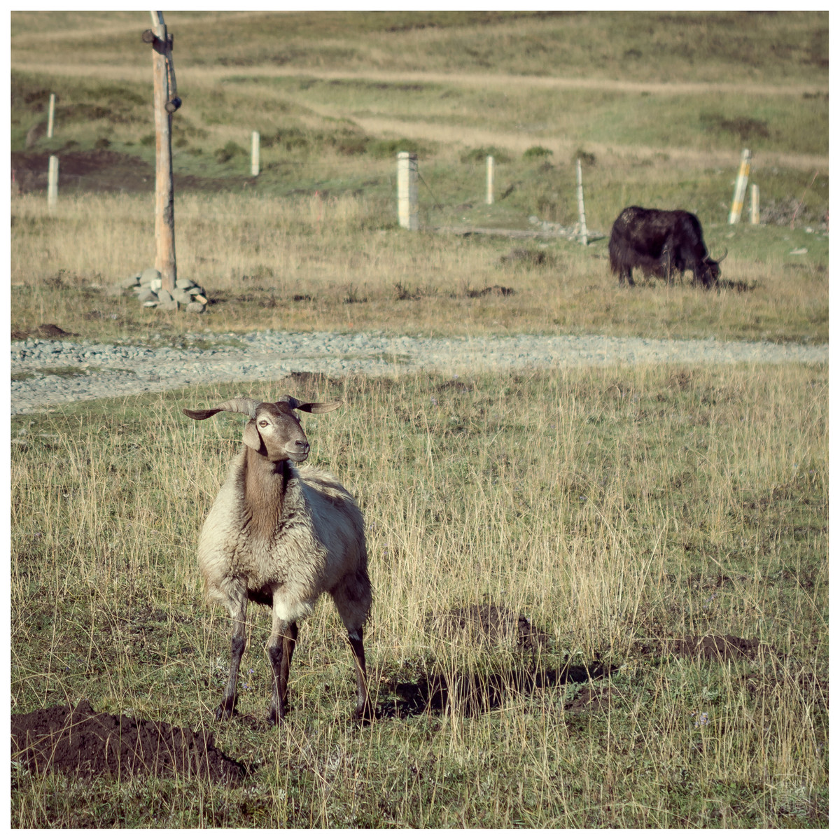 西藏行（二）——夏河县诺尔丹营地