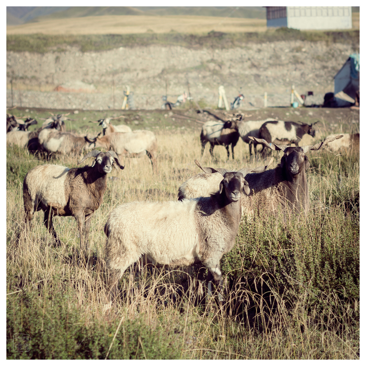西藏行（二）——夏河县诺尔丹营地