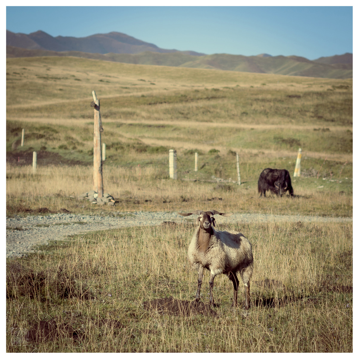 西藏行（二）——夏河县诺尔丹营地