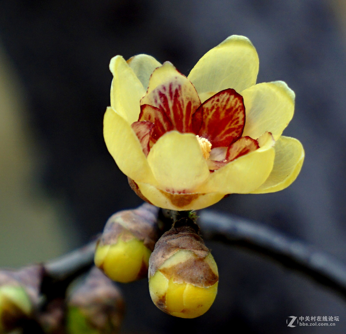 梅花的冷艳与清亮