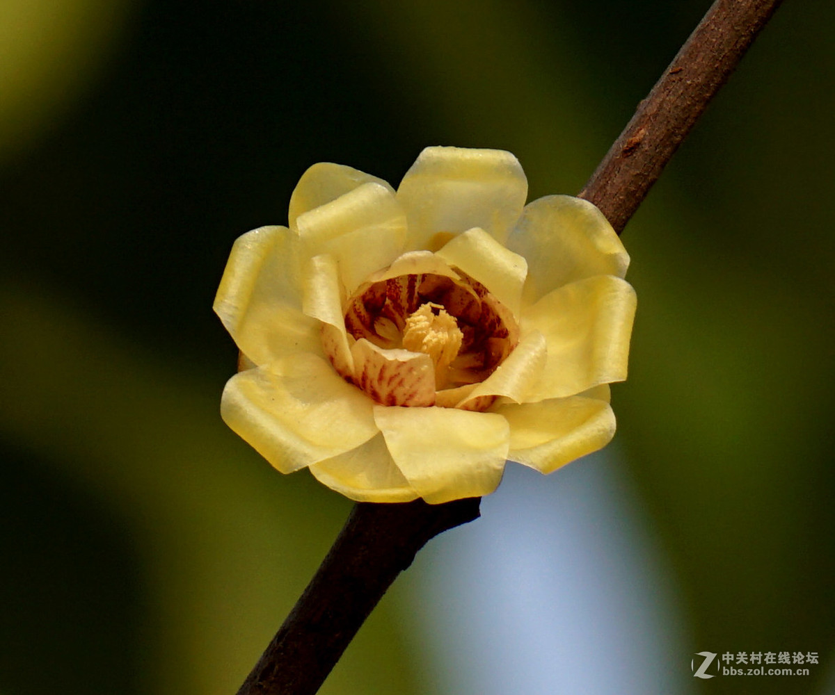 梅花的冷艳与清亮