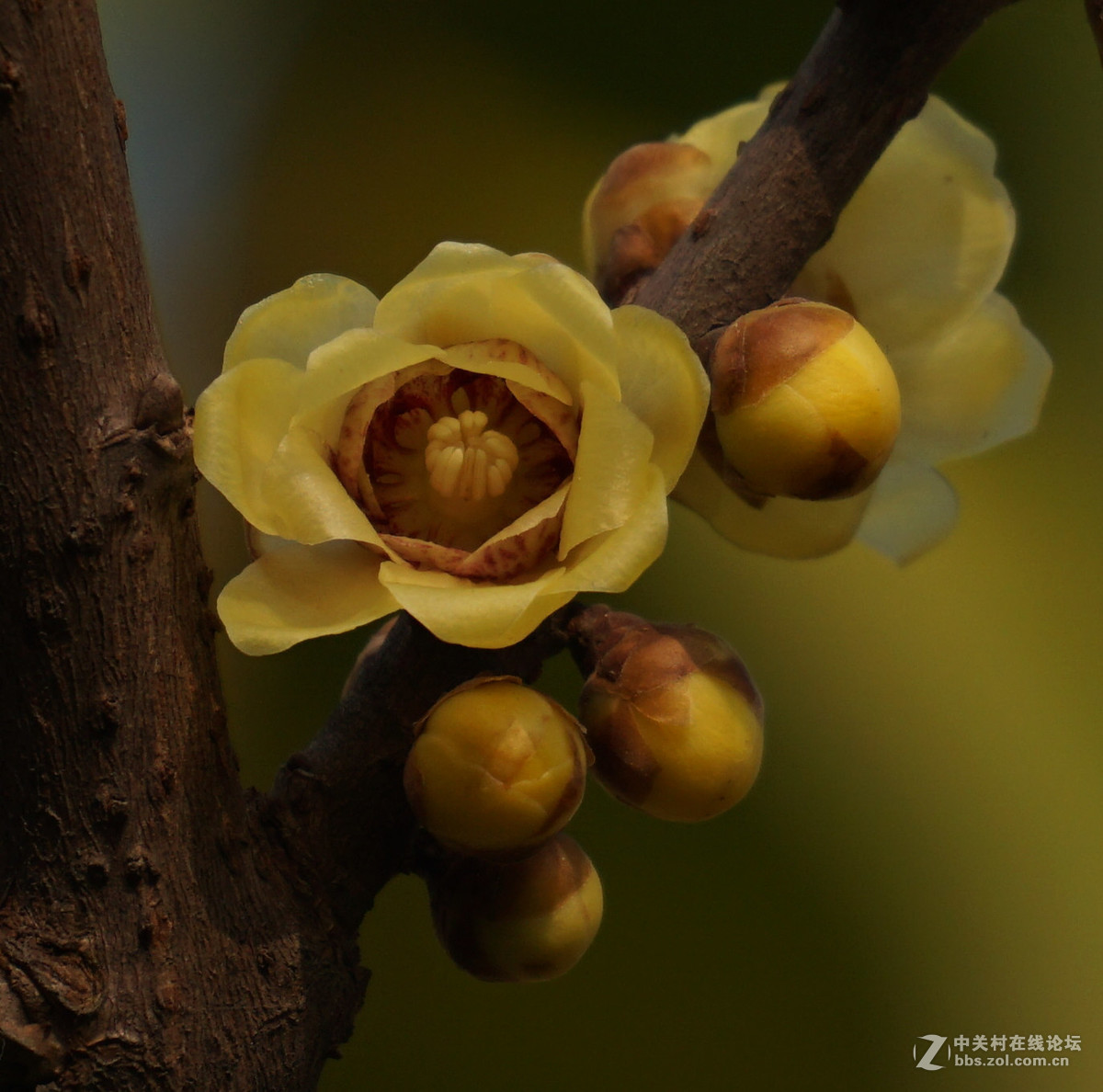 梅花的冷艳与清亮