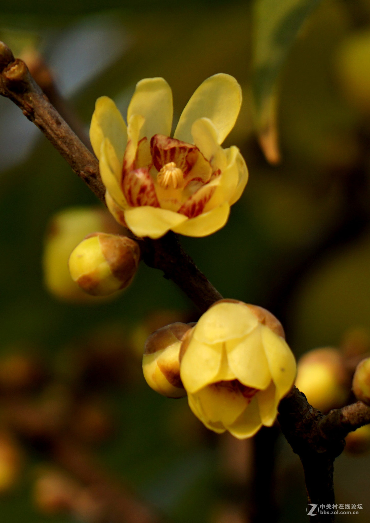梅花的冷艳与清亮