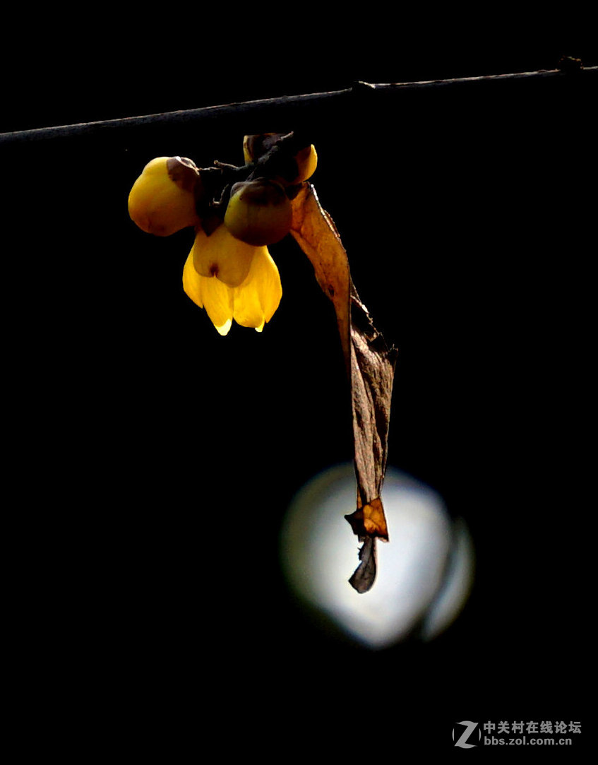 梅花的冷艳与清亮