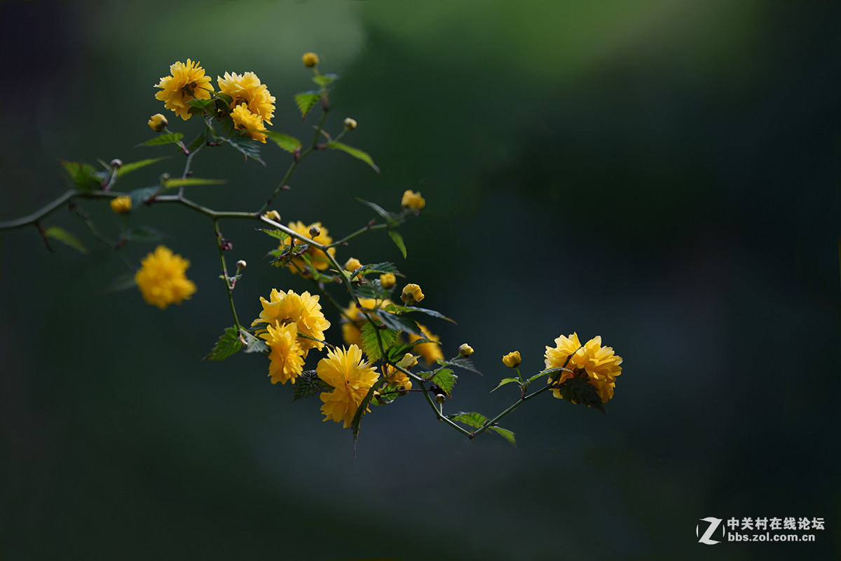 #版主坐堂#小五星空(中国)2017年4月精品荟萃