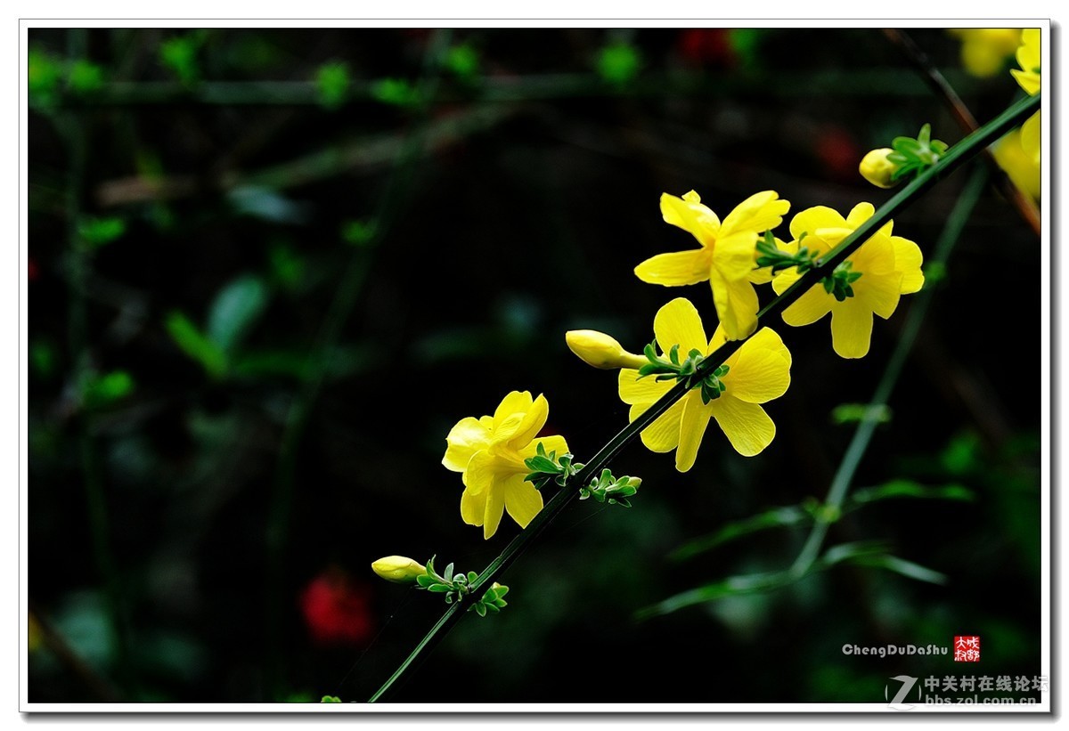 #版主坐堂#小五星空(中国)2017年4月精品荟萃