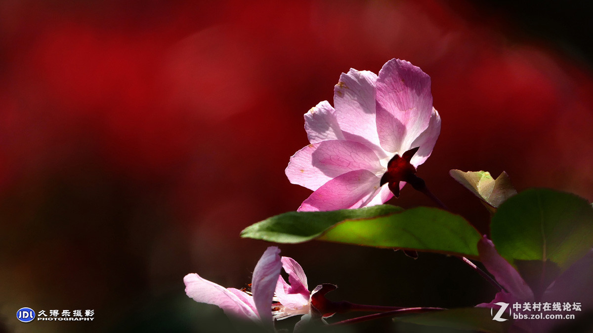 #版主坐堂#小五星空(中国)2017年4月精品荟萃