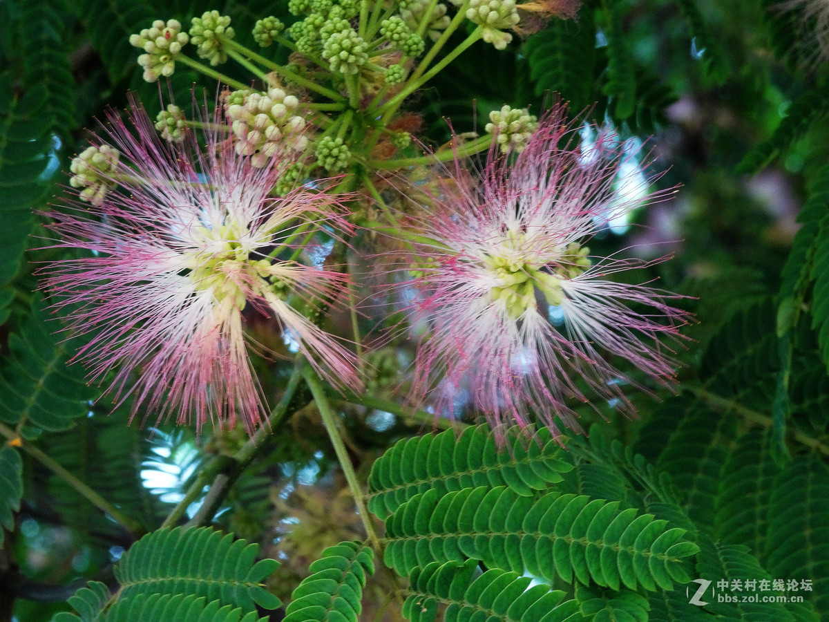 合欢花福榕树花