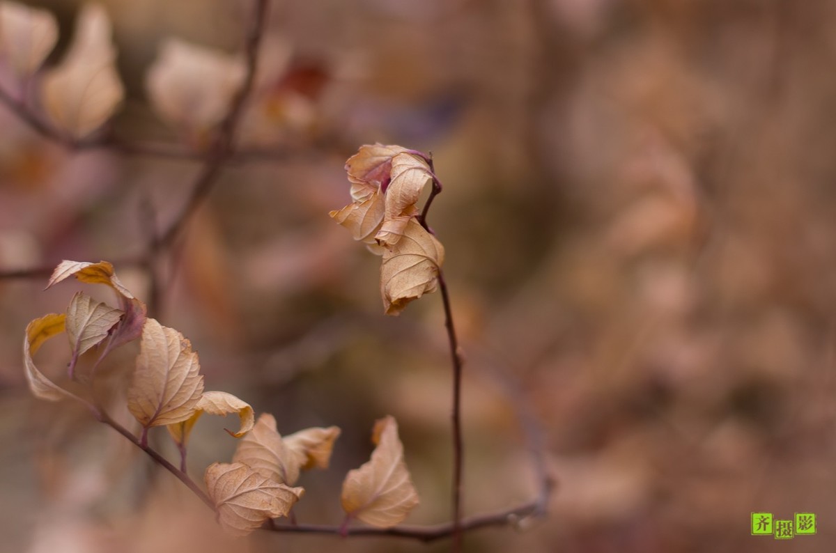过季-鸟儿恋上干柴火