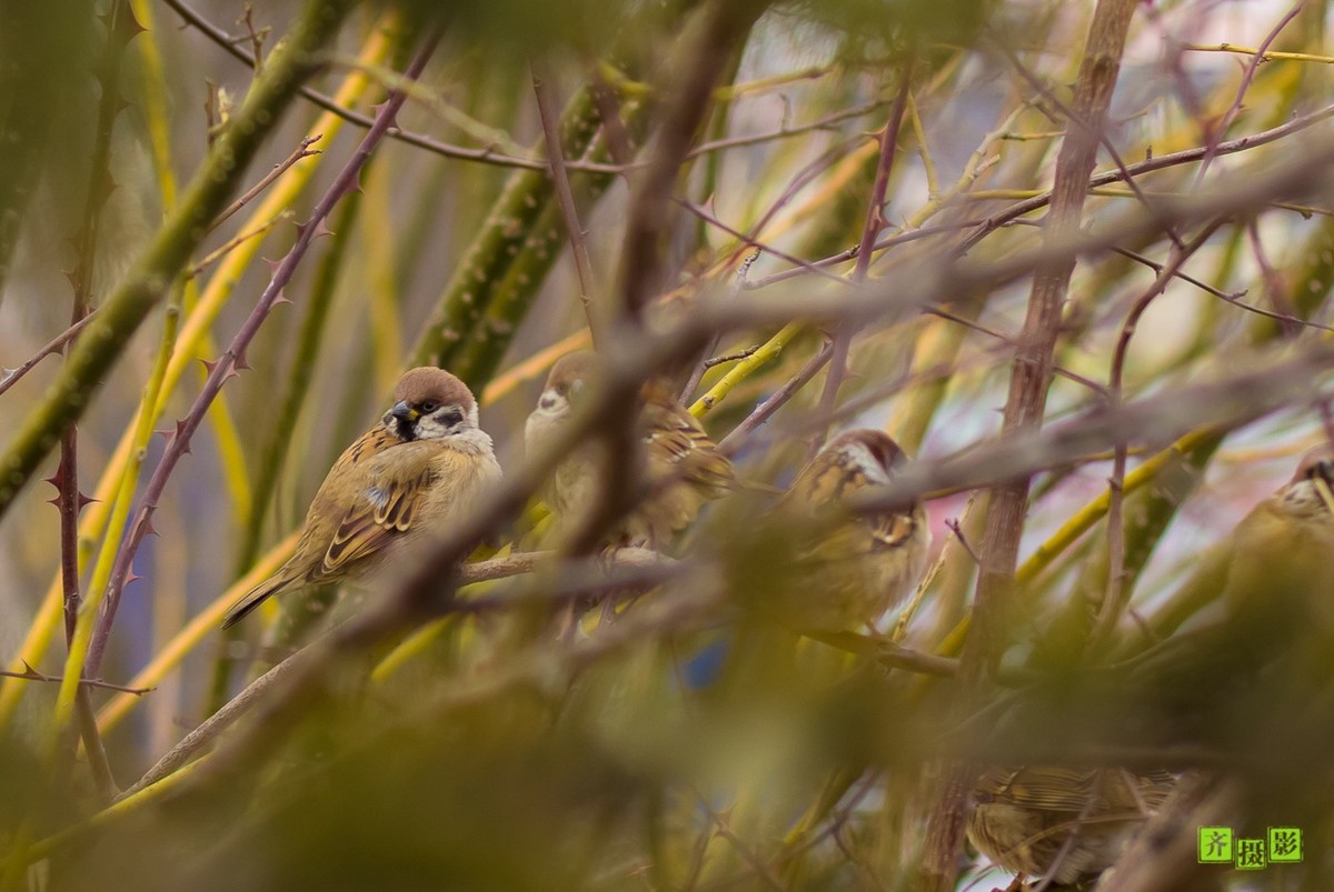 过季-鸟儿恋上干柴火