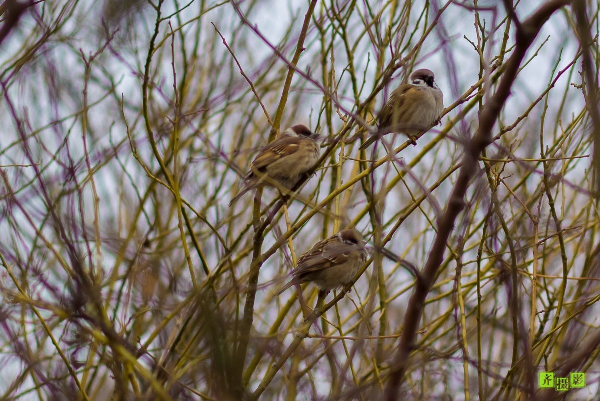 过季-鸟儿恋上干柴火