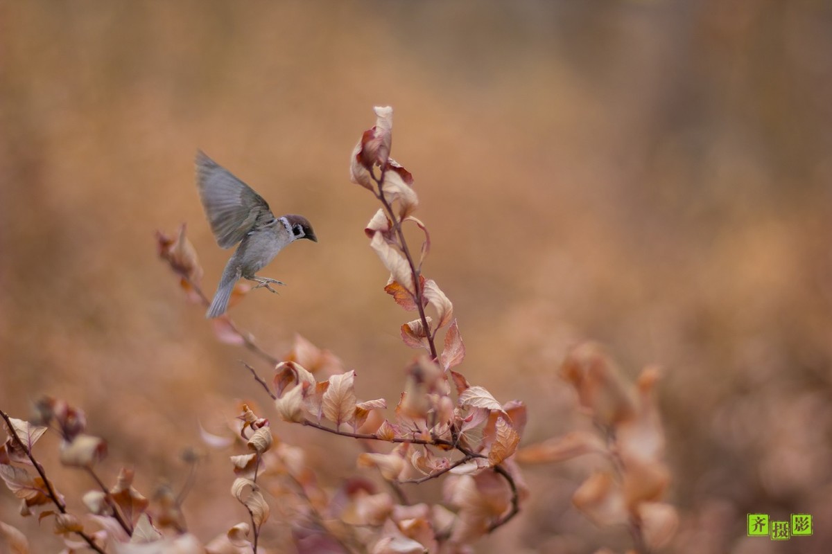 过季-鸟儿恋上干柴火