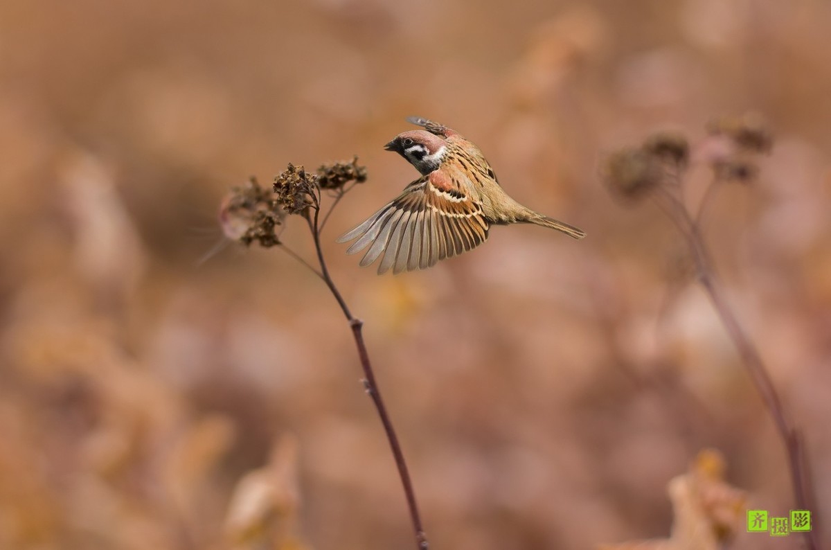 过季-鸟儿恋上干柴火