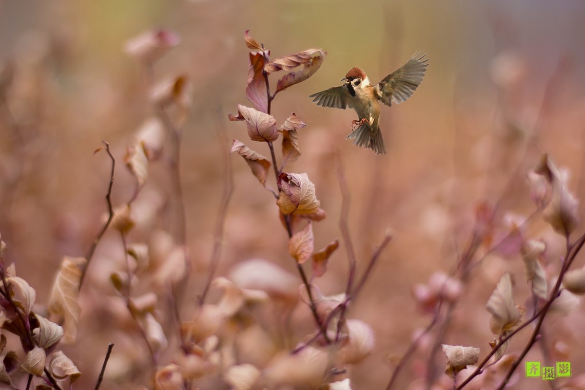 过季-鸟儿恋上干柴火