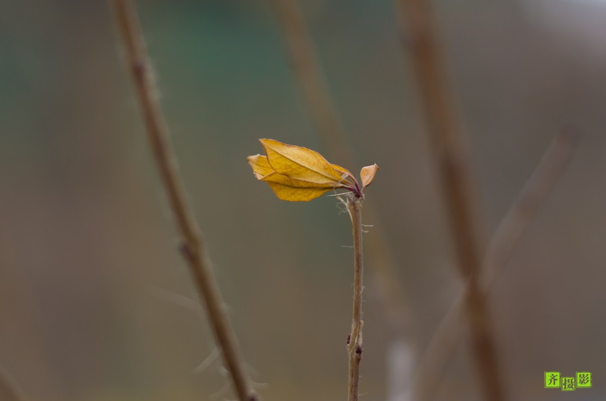 过季-鸟儿恋上干柴火