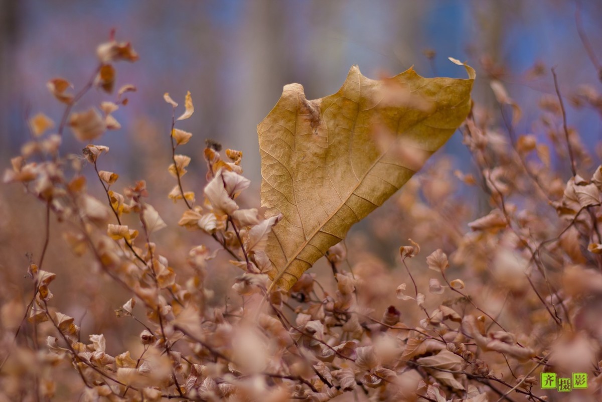 过季-鸟儿恋上干柴火