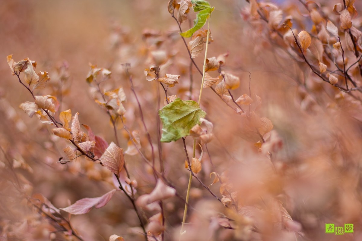 过季-鸟儿恋上干柴火
