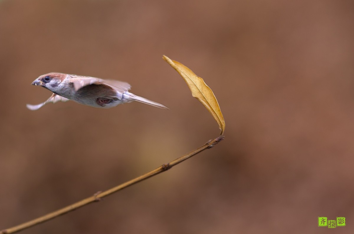 过季-鸟儿恋上干柴火