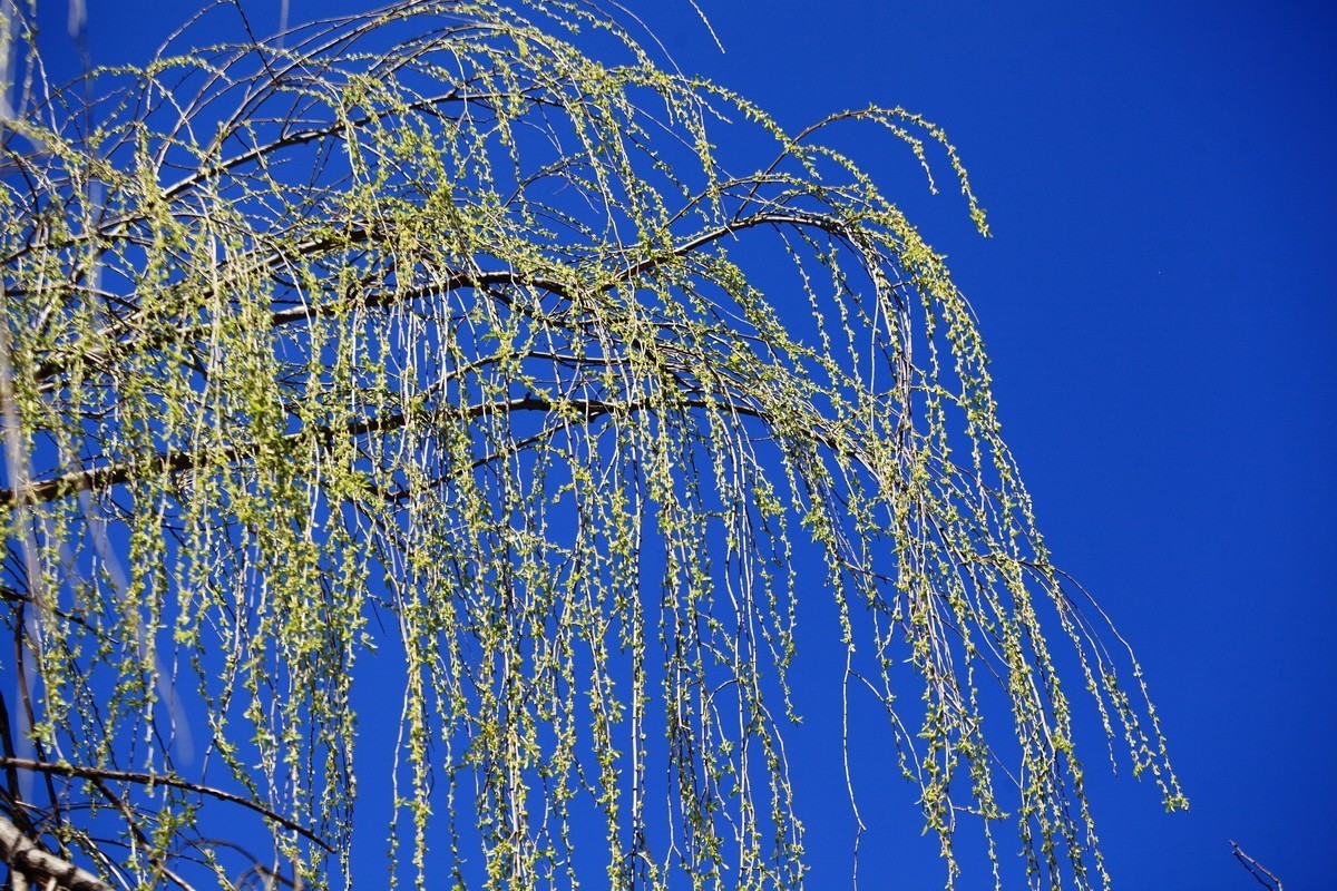 春风雨杨柳万千条