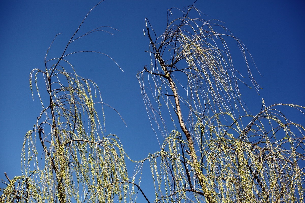 春风雨杨柳万千条